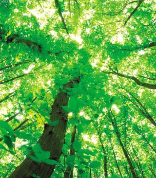 biomass and cogeneration