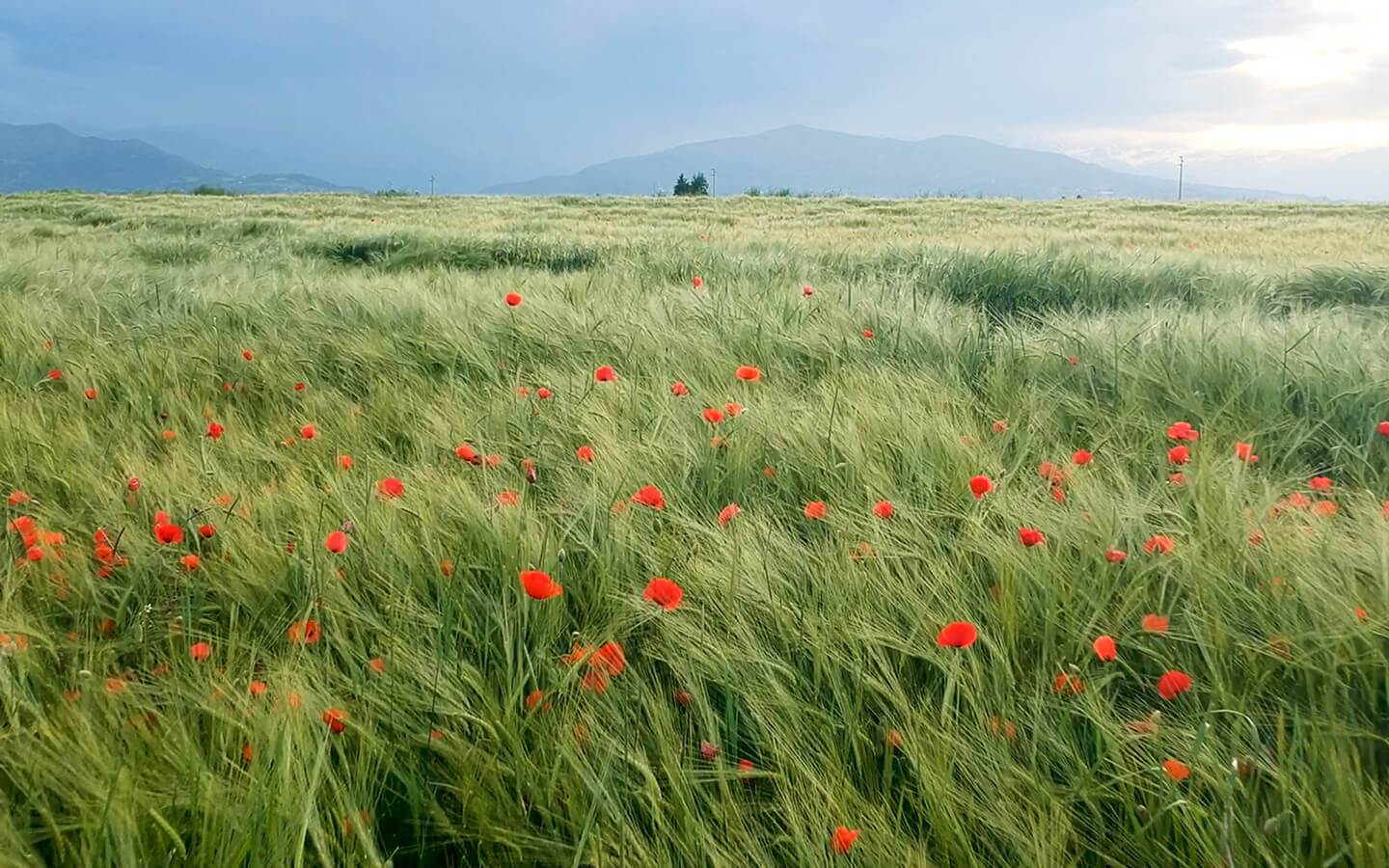 biomasse e cogenerazione