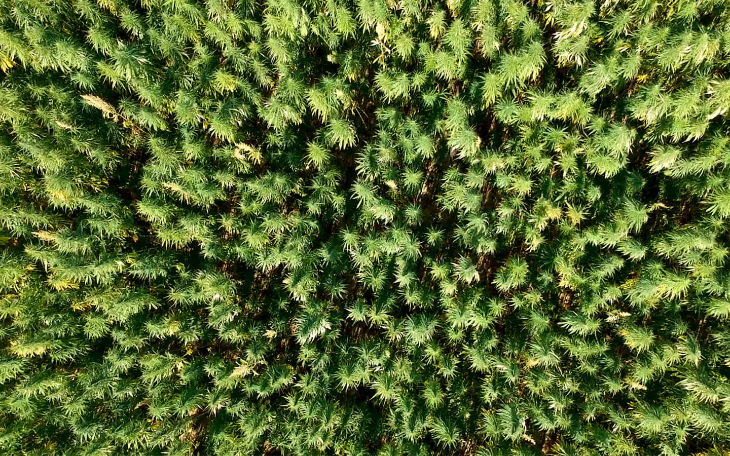 wind